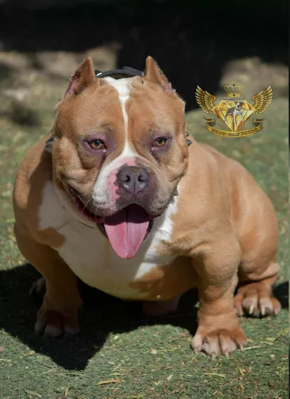 Monta Semental Exotic Bull Merle (american Bully Exotico)