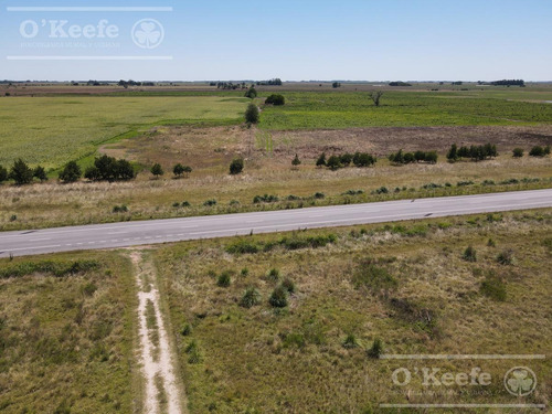 Imagen 4 de 13 de Campo 60 Has - 100% Agrícola - Oportunidad Sobre Ruta 41 - General Belgrano