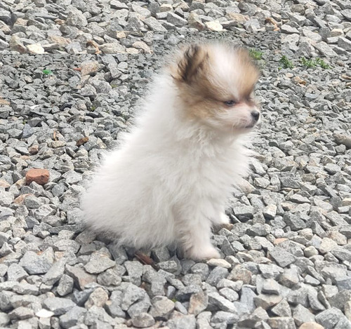Bella Cachorra Pomeranian Mini Vacunada Y Desparasitada