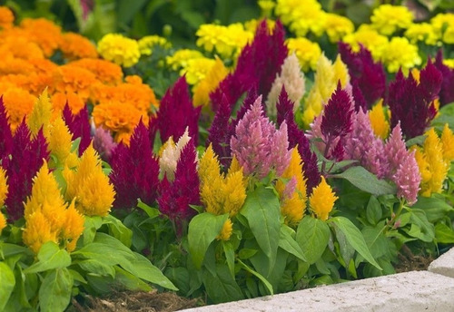 Celosia Plumosa Mix 30 Semillas Fácil Requiere Sol Sdqro2