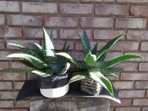 Imagen 2 de 4 de Aloe Vera Diam. 40 Cm