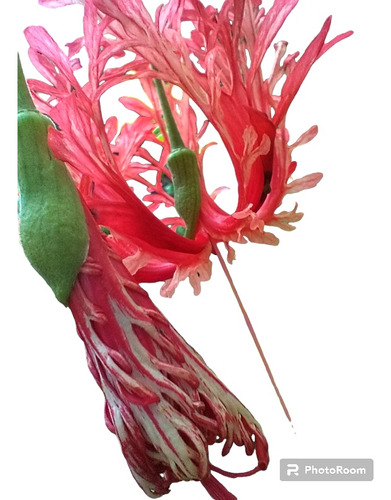  Planta De Farol Japonés ( Hibiscus) 