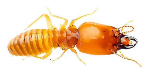 2 Insecticidas O Plaguicida Para Termitas Y Polillas 1 Litro