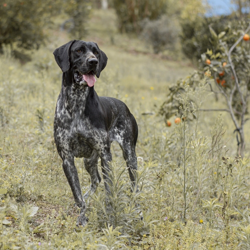 Macho Braco Alemán (pointer Alemán, Gsp)