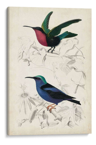 Canvas Lab Cuadro Dorbigny Birds I 20x30