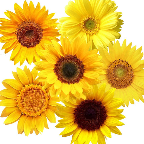 72 Calcomanías De Pared De Girasol De Verano, Calcomanías De