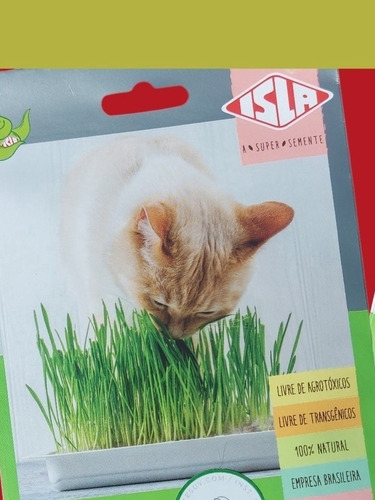 Semilla De Pasto Para Gato O Hierba Gatera