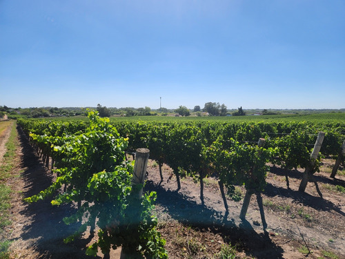Viñas