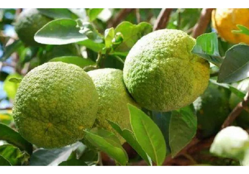 1kg De Naranja Agria Natural Yucateca Ideal Para Cochinita