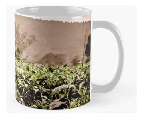 Taza Indonesia Tea Farmer 3 Calidad Premium