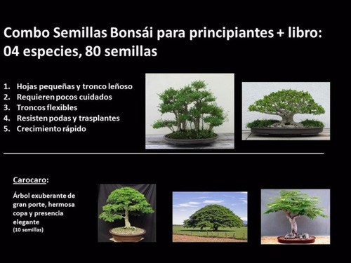 Combo De Semillas Bonsai Para Principiantes + Obsequio