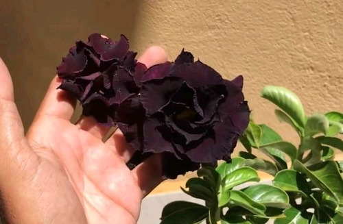 Rosa Do Deserto Negra Muda