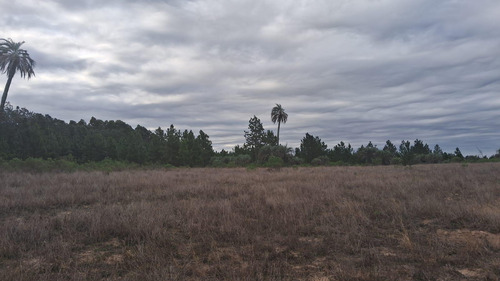 Campo En Osvaldo Magnasco