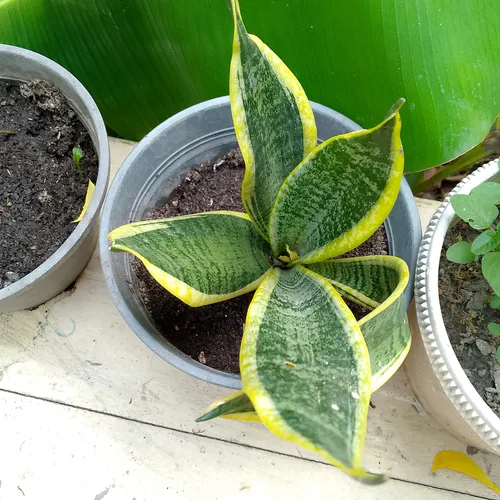 Planta Sanseveria Enana