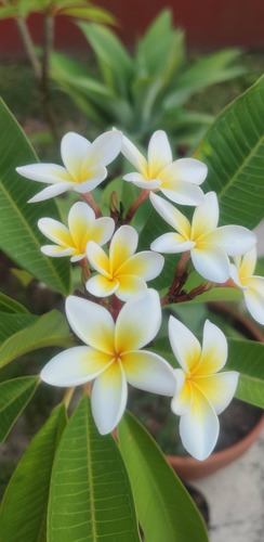 Jazmin Magno Plumeria Frangipani - Planta 1,50 Metros
