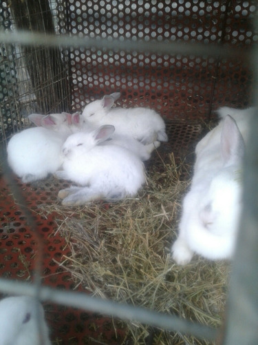 Imagen 1 de 9 de Conejos