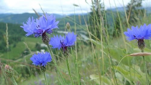 Semillas De Centaurea Cyanus- Aciano O Azulejo *50 Pzas