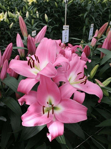 Imagen 9 de 10 de Bulbos De Lilium X1 Bulbo Asiático/oriental Alto/enano Impor