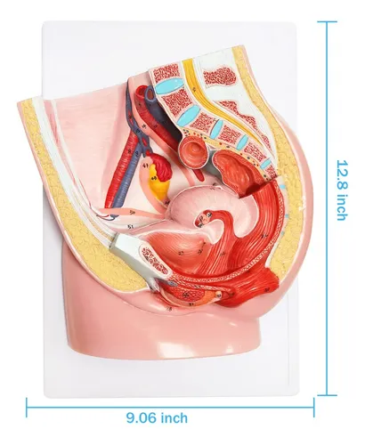 Modelo Anatomia Pelvis Femenina Humana Organo Reproductor
