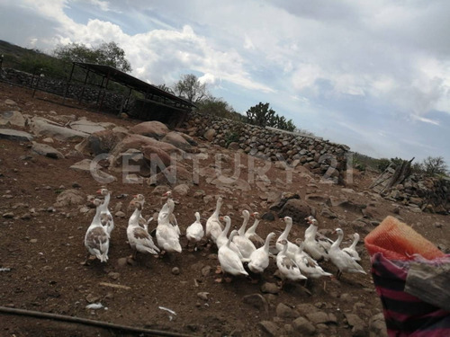 Imagen 12 de 24 de Se Vende Rancho En Hidalgo Para Inversionistas