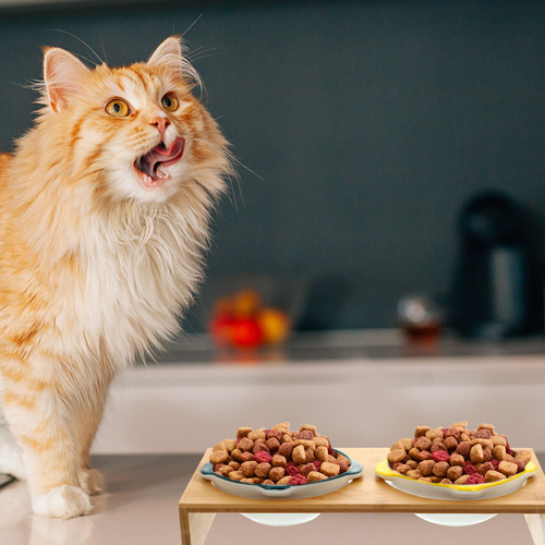 Cuenco De Cerámica Para Gatos Elevated Cat Bowls