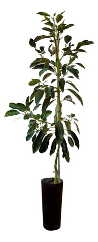 Planta Nombre Arbol Aguacate