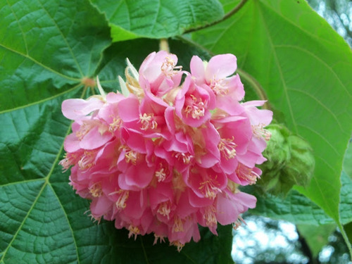 Imagem 2 de 5 de Muda De Dombeia - Dombeya - Linda Árvore Com Flores Rosas !!