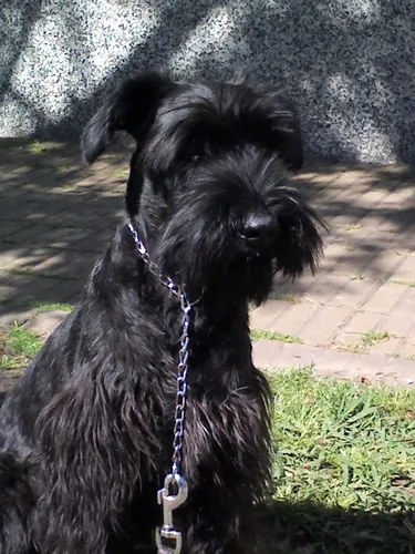 Adiestramiento Canino Profesional - Jorge Arazi