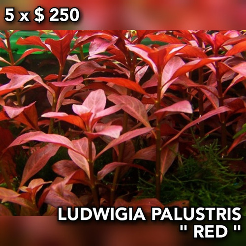 Ludwigia Palustris Red Planta Natural Acuario Plantado.