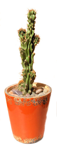 Maceta Ceramica Cactus Cereus Peruvianus