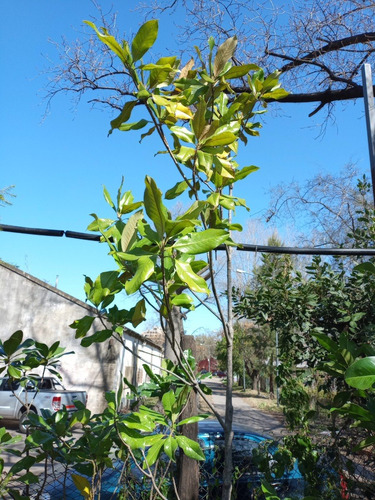 Imagen 8 de 8 de Magnolio, Magnolia. Magnolia Grandiflora Ejemplar (seña)