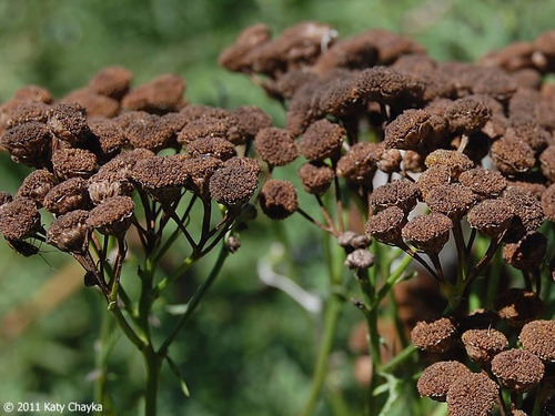 100 Semillas De Tanaceto Tansi Tanacetum Vulgare