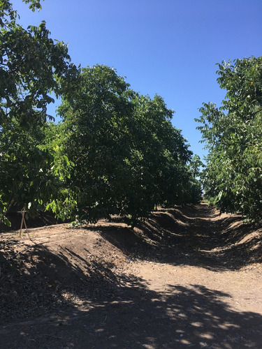 Parcela Buen Aire De Lo Vicuña En Venta