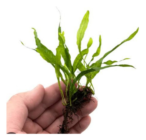 Musgo De Java + Microsorum