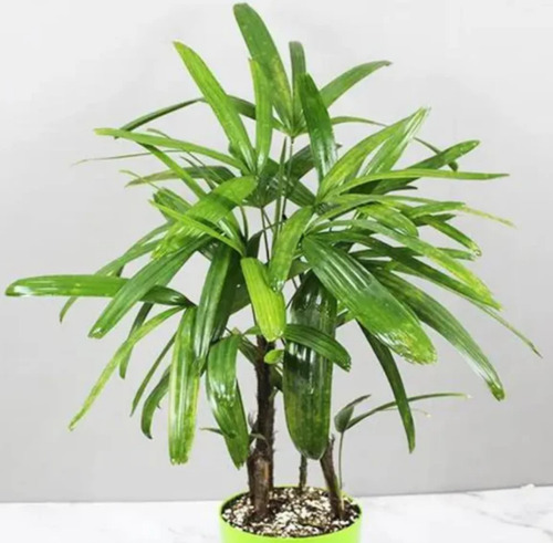 Palma ( Bamboo Palm ) (certificado)