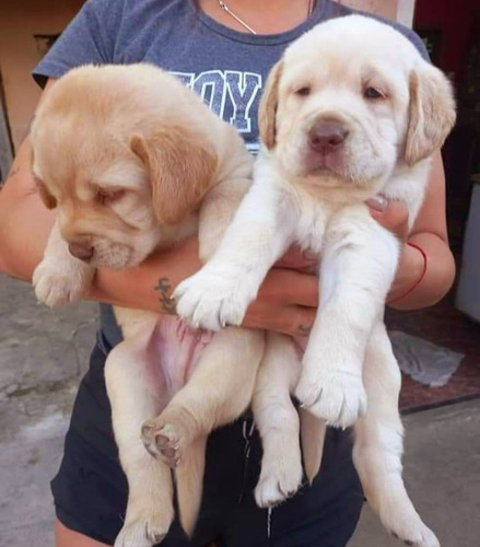 Cachorros Labradores Puros 