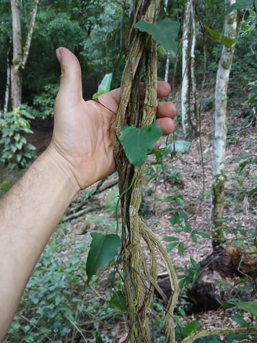 Sipó Mil Homens
