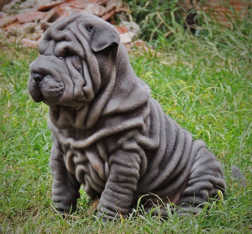 Cachorro Shar Pei 