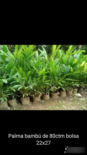 Palma Bambú O Carabobo
