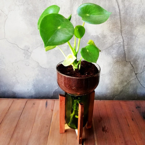 Peperomia Cuchara Little Plant 27 Con Soporte