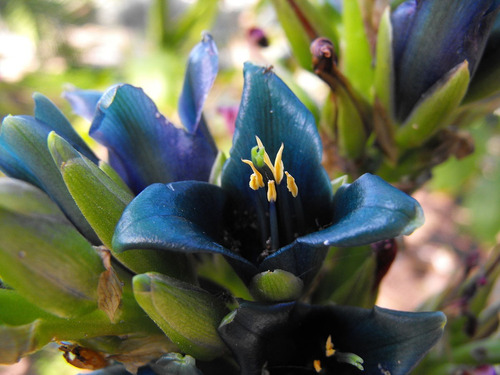 Sementes De Puya Alpestris´puya Azul - Bromélia - Flor | Parcelamento sem  juros