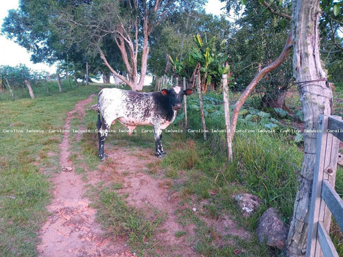 Imagem 12 de 15 de Sítio / Chácara Para Venda Em Mariana Pimentel, Terra Dura - 1259_1-2189697