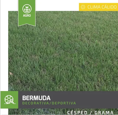Semilla Gramas Césped Prados Bermuda Común Clima Cálido 1 Lb