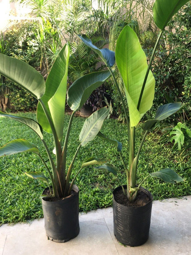 6 Strelitzias Nicolai + 8 Alpinias