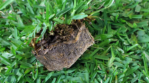 Semillas Pasto San Agustín ( Stenotaphrum Secundatum )