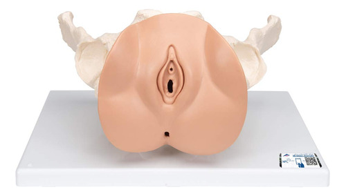 3b Scientific L313parte Hembra Pelvis Esqueleto Con Modelo D