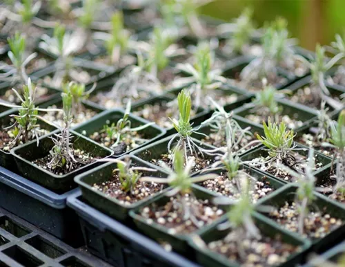 50 Semillas Lavanda Angustifolia Flores Melífera En Jardín