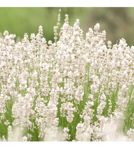 Semillas De Lavanda Inglesa Blanca, 50 Unidades 