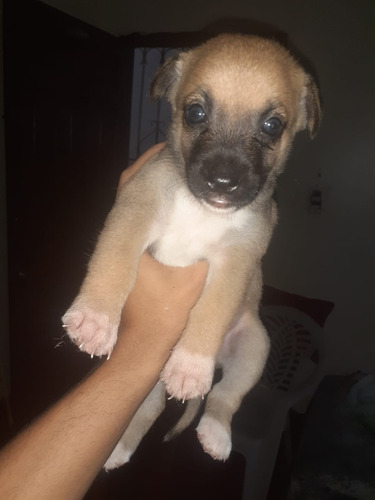 Imagen 1 de 3 de Perros En Venta
