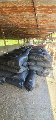 Ensilaje De Maiz Para Ganado